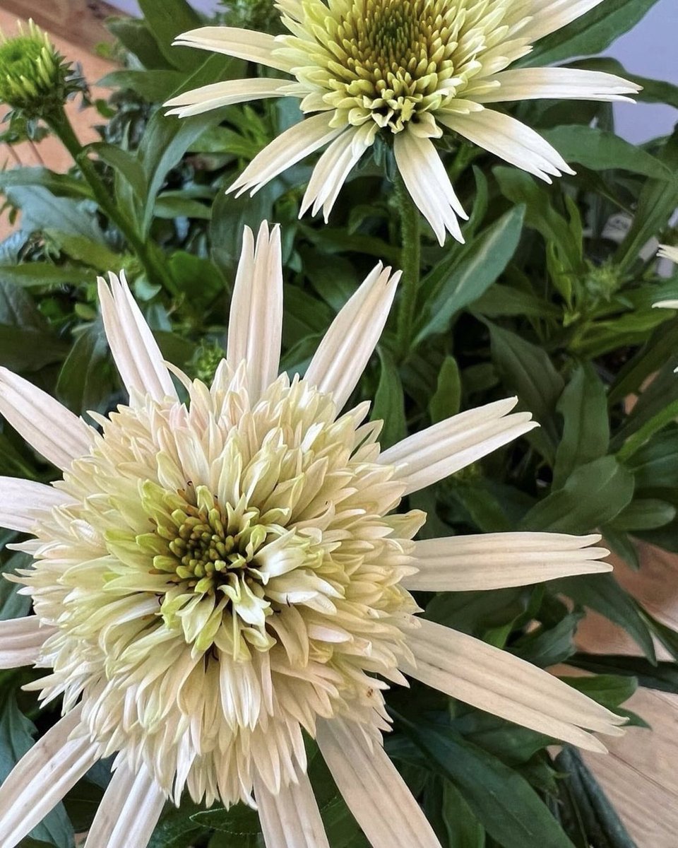 cherry fluff echinacea