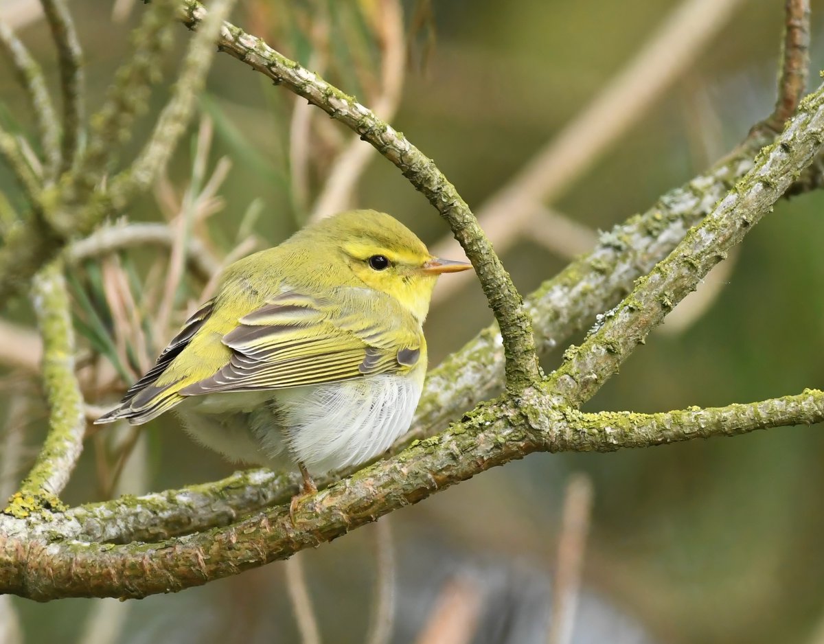 A Wood Warbler aglow at Dowlaw (Borders) – one of my favourite birds, and my first there. With a Quail singing early a.m. near Longniddry and a Curlew Sandpiper at Tyninghame, it was a great day! @birdinglothian.