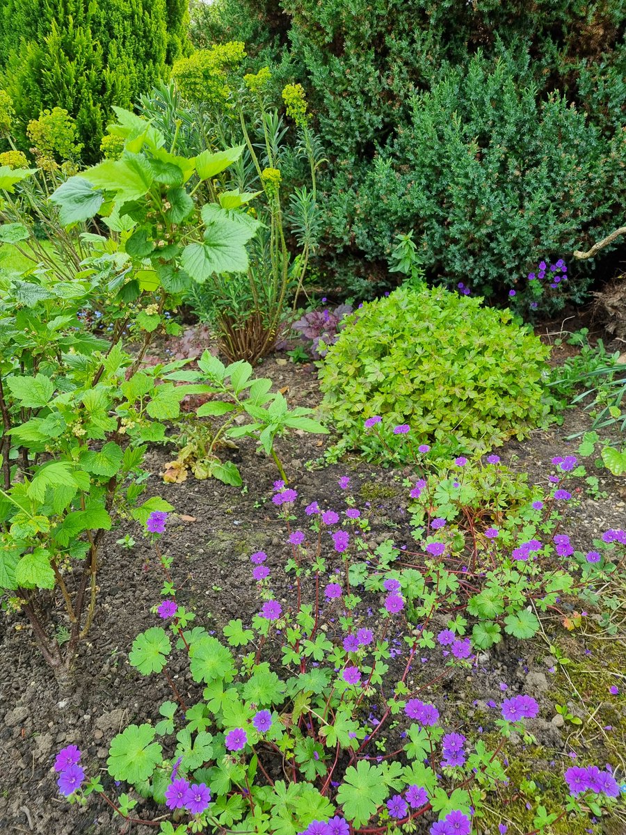 Geranium Bill Wallis - I didn't plant it here, but plants tend to put themselves where they'll be happy, so it's staying! 💜 #GardensHour #GardeningTwitter