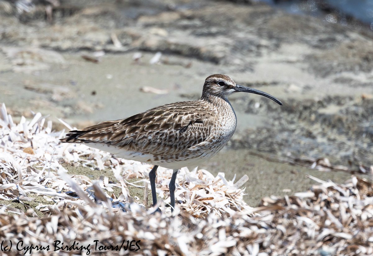 Never common on migration through Cyprus I was really pleased to find this Whimbrel resting on the coast at Larnaca today #cyprusbirds