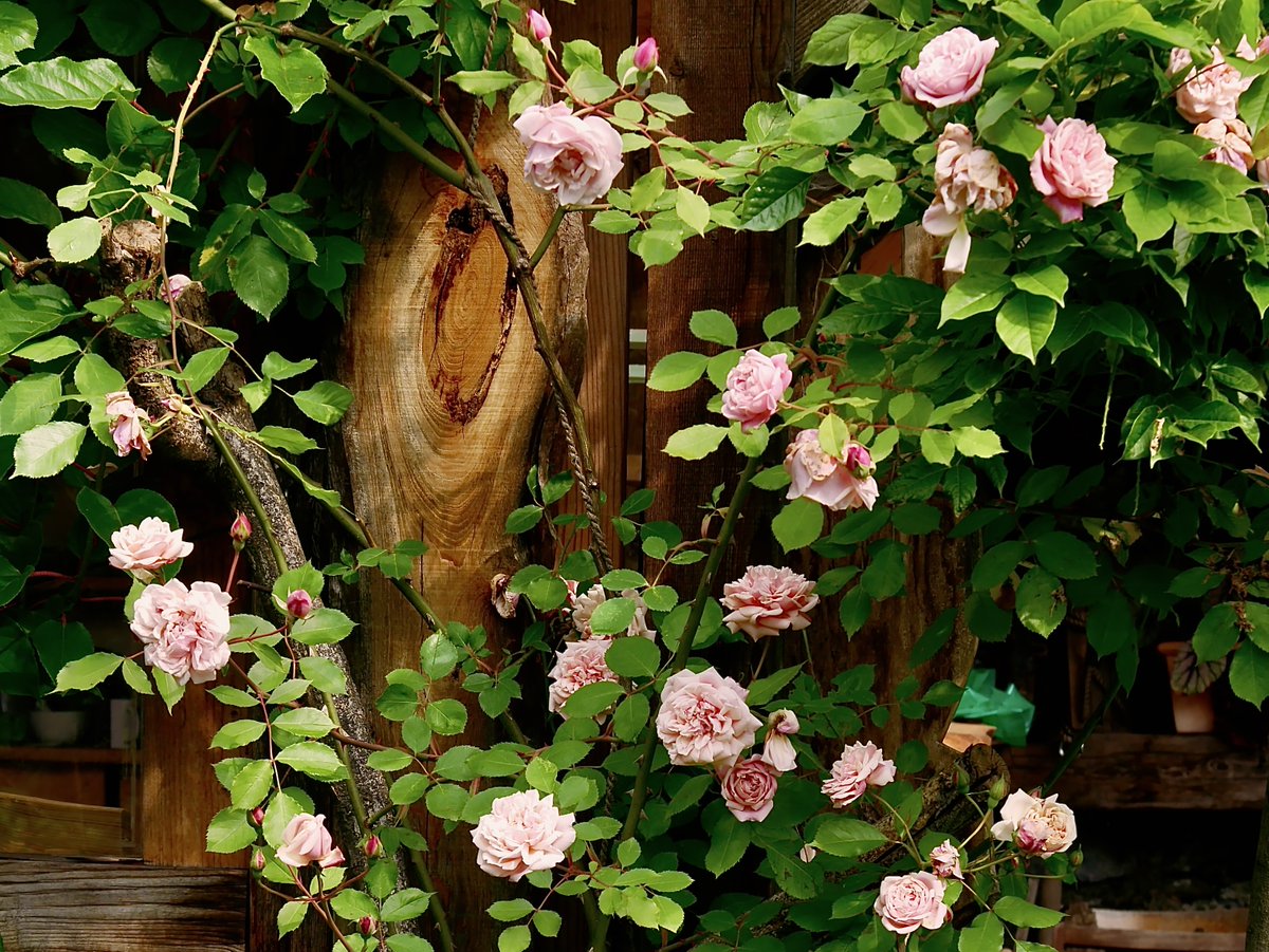 Garden of Roses ....
Brissago/Switzerland
photo by Anisja Rossi