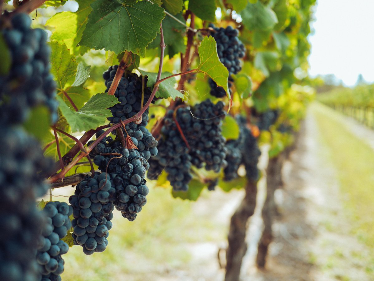 Gene editing grapes? 🍇 Wine not! #Climatechange is threatening grapes worldwide, but gene editing can make them more disease-resistant to keep them safe, while maintaining the same great flavour! ow.ly/EOqo50Rmjqf

#CdnAg #AgInnovation #GeneEditing