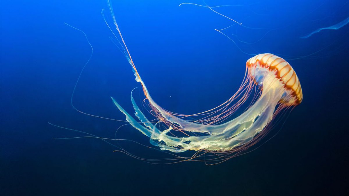 Did you know that jellyfish don't have brains? Jellyfish are amazing creatures, right? Even without brains, they have been around for millions of years. Let's explore more cool facts together.