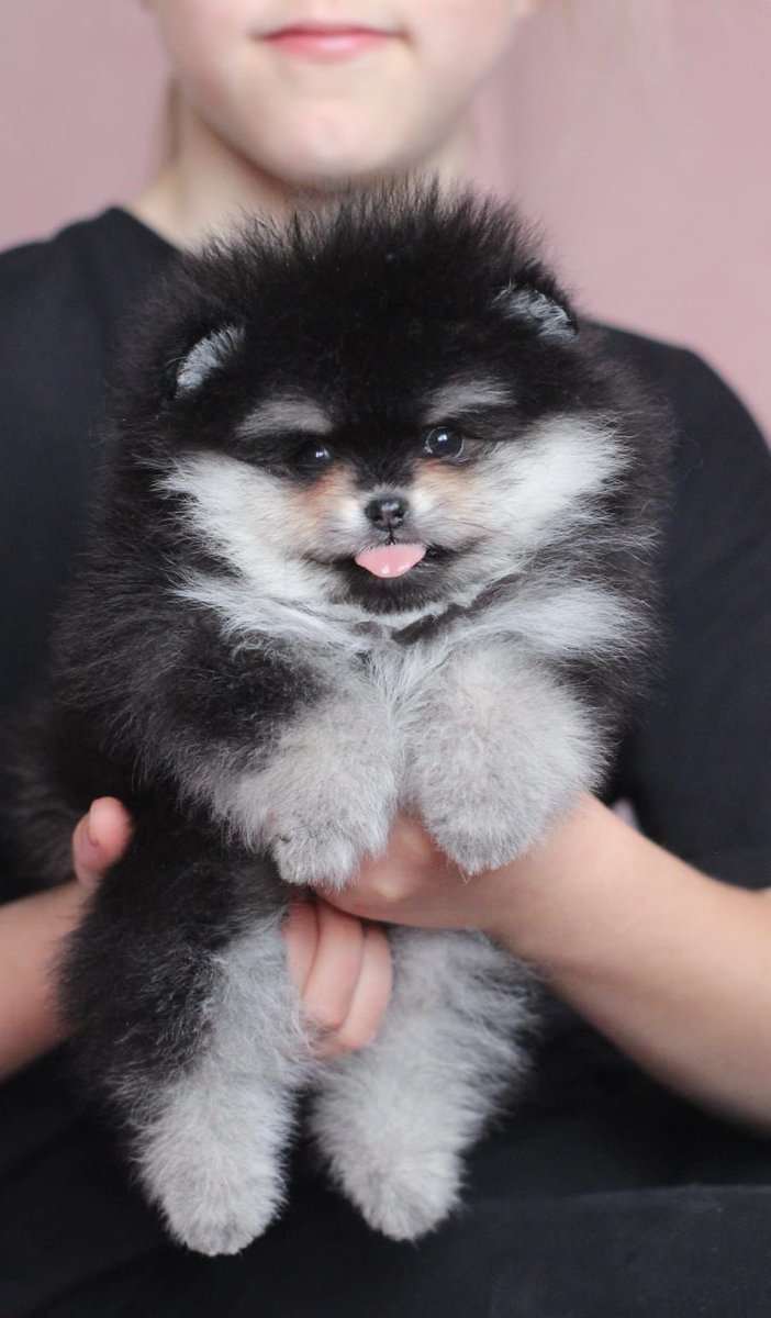 pomqueens's tweet photo. 🟣Dit is Leksa. Een vrolijk, ondeugend en aanhankelijk vrouwtje.
-
-
#pomeranian #pomeriaan #puppy #puppylove #cutedogs #mother #puppyoftheday #pictureoftheday #pic #walk #fun #pomqueens #sunday #love #puppy #puppies #puppyoftheday #pomeranians #pomeranianpuppy #pomeranianworld https://t.co/0oir4JoJD5