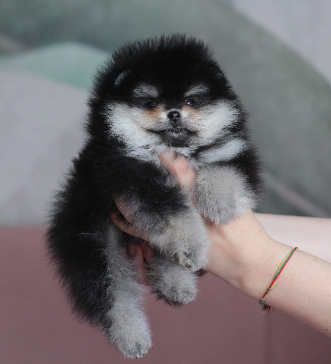 pomqueens's tweet photo. 🟣Dit is Leksa. Een vrolijk, ondeugend en aanhankelijk vrouwtje.
-
-
#pomeranian #pomeriaan #puppy #puppylove #cutedogs #mother #puppyoftheday #pictureoftheday #pic #walk #fun #pomqueens #sunday #love #puppy #puppies #puppyoftheday #pomeranians #pomeranianpuppy #pomeranianworld https://t.co/0oir4JoJD5