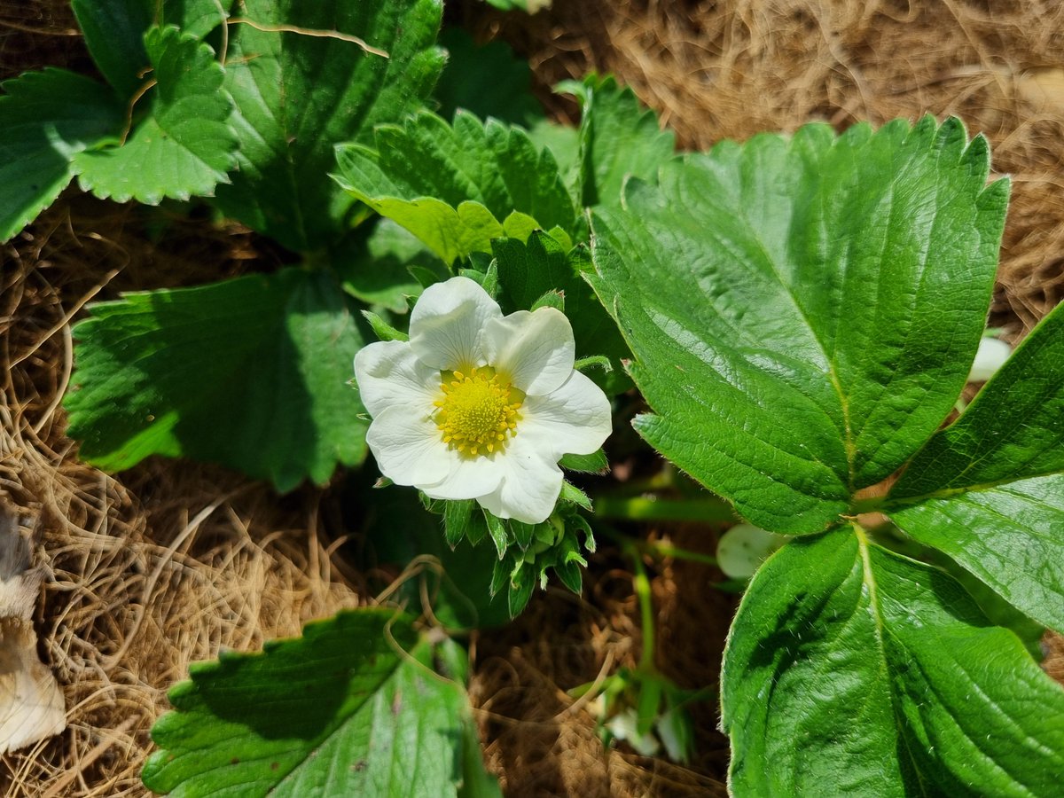 The strawberry plants have been a bit slow to get going this year, normally the plants are way bigger and leafier than this. Fingers crossed I still get lots of strawberries! #GardensHour #GardeningTwitter