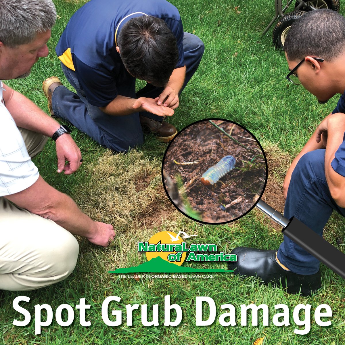 Grubs may be tiny pests, but their damage can be huge! This damage can range from mild to severe and first appears as brown patches of dead grass. NaturaLawn® has a 100% natural solution to grubs. ow.ly/auJb50RrjaY #NaturaLawn #NLA #EcoFriendly #LawnCare #Organic #Grub