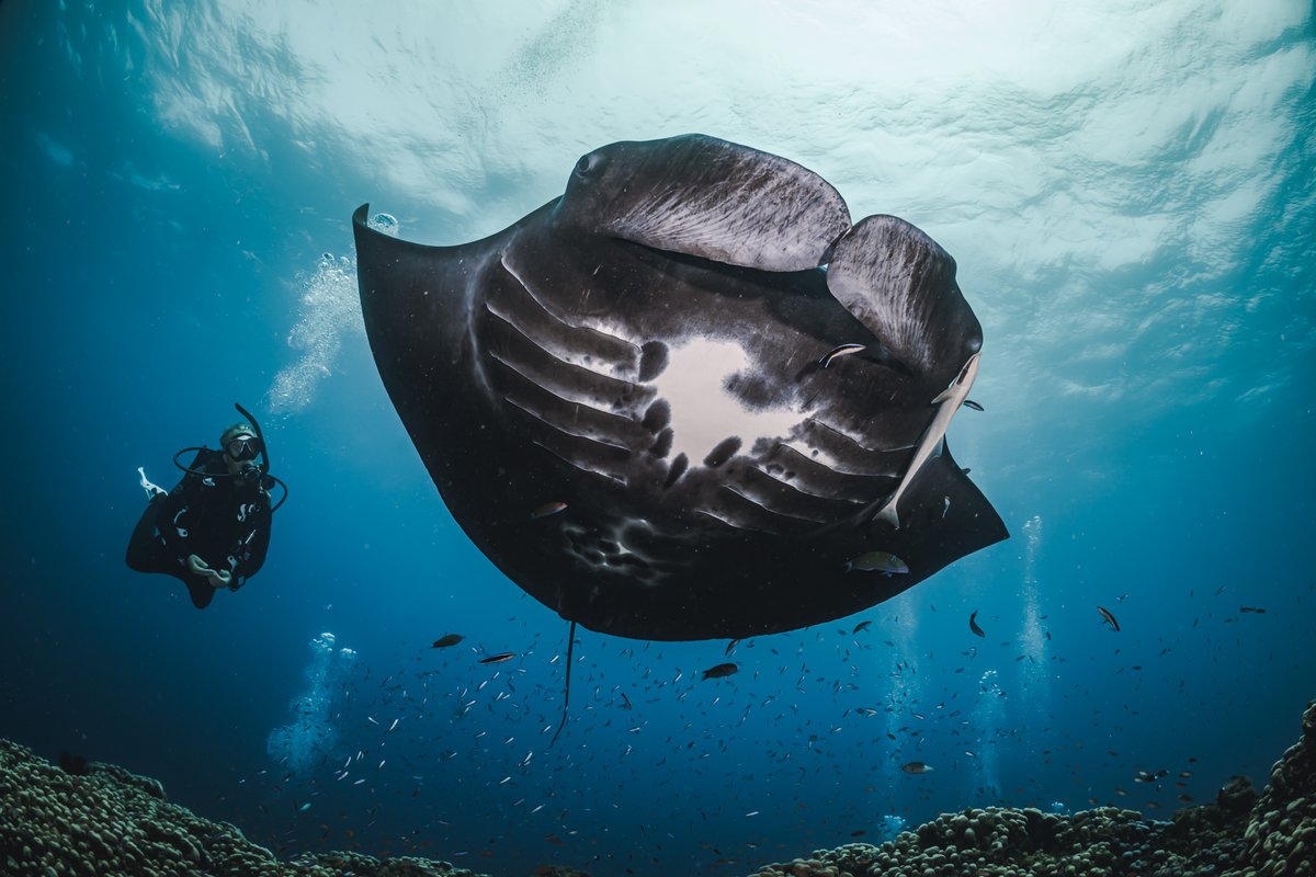 👀Curious where the best manta ray ballets are this season?
1️⃣ Maldives 
2️⃣ Hawaii 
3️⃣ Fiji 
Share your experience and vote in the comments 👇
Let's find out together which destination is the manta capital this season 🥇