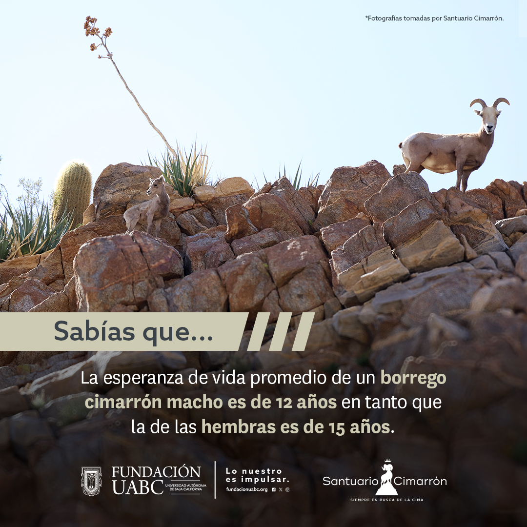 FundacionUABC's tweet photo. ¿Sabías que...? 🐑 
En cautiverio se ha registrado que los machos pueden llegar a vivir 20 años y las hembras hasta 22 🌿
En el Santuario Cimarrón seguimos trabajando por la conservación del borrego cimarrón.

#SantuarioCimarrón #FUABC https://t.co/o0G14Gjfhm