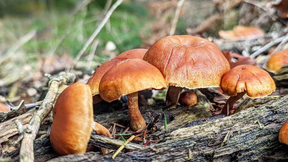 Un départ en famille / A family departure / Spéc. : Google Pixel 6, ƒ/1,85, 1/388, 6,81 mm, 742 ISO / #photographie #photography #Google #Pixel #TeamPixel #GooglePixel #champignon #mushroom #FungiFriends