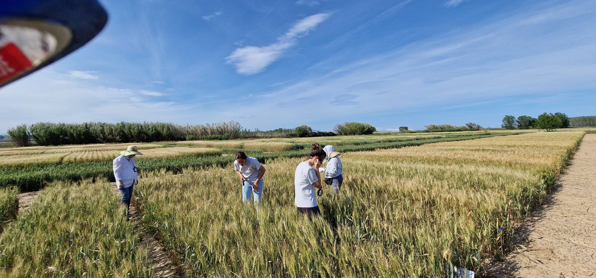 Marta_S_Lopes's tweet photo. Selection Day for F3s following drought exposure during stem elongation and now grain filling phases. Battling stem and leaf rust too. 'La tallada NE Spain.' Grateful for the diverse insights and support from my colleagues in this selection process!  #SUSWHEAT #nextgeneration https://t.co/OaghV0iQnA