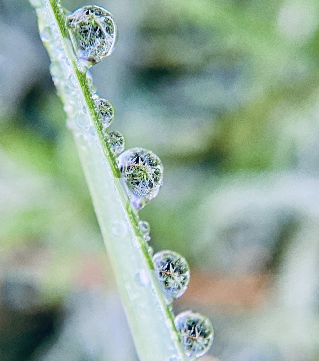 QP a photo with water droplets