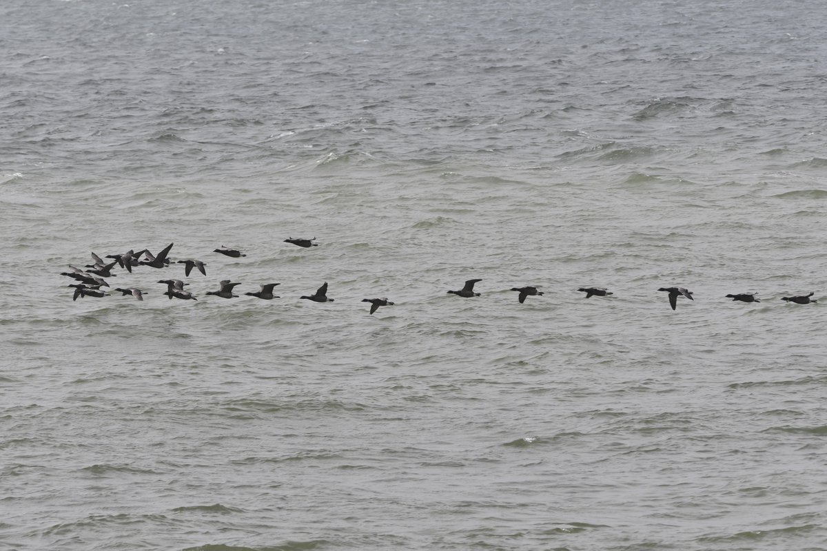 Another 26 Brent Geese heading east past Selsey Bill late morning. @SelseyBirder