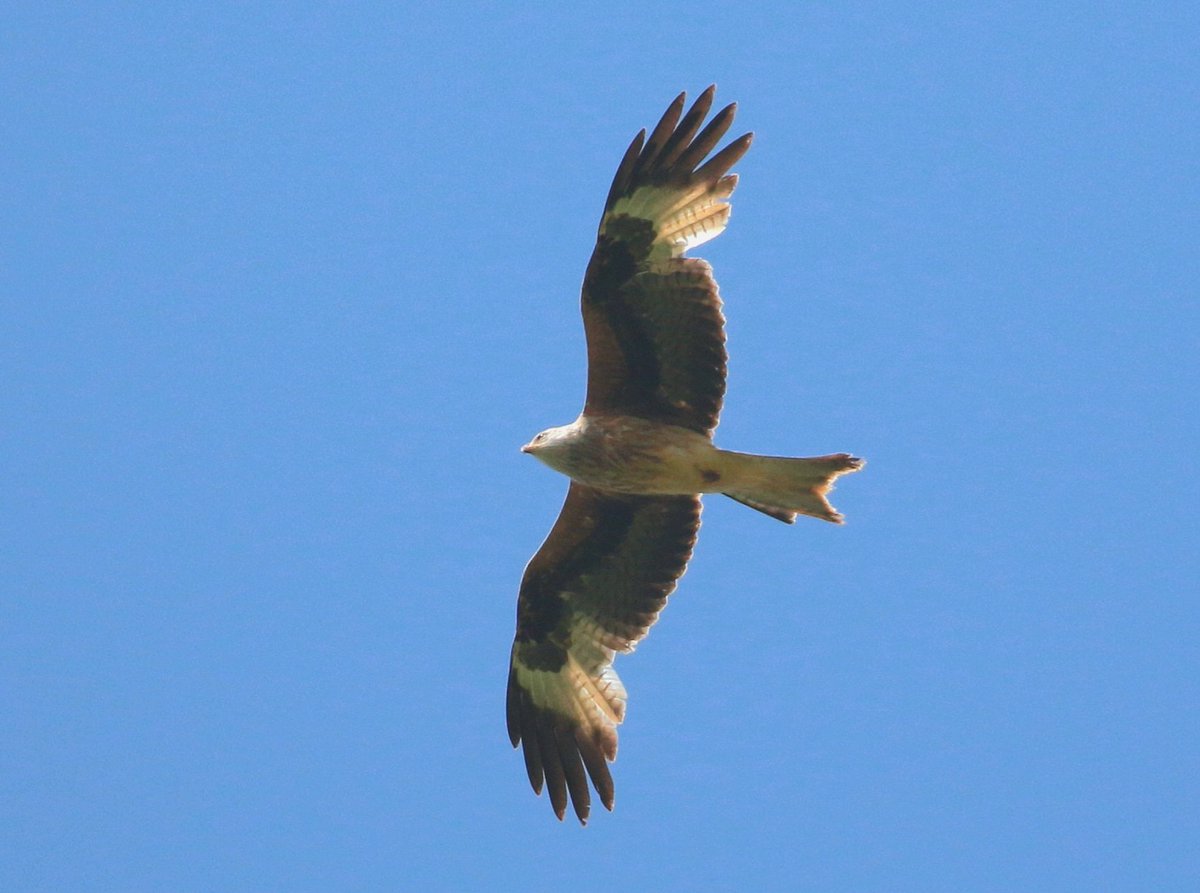 Double figures of Red Kite drifted south over Saltfleetby-Theddlethorpe Dunes NNR today, along with a few other common raptors. Not much else happening, though! @RareBirdAlertUK