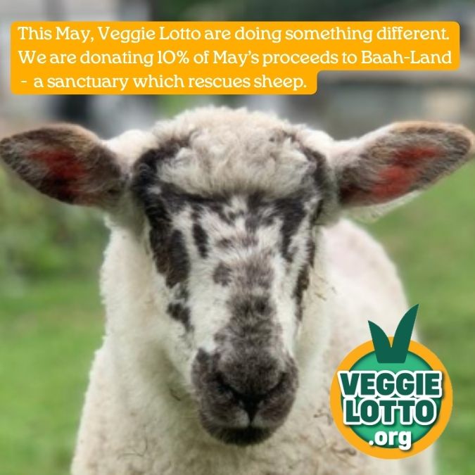 Veggie Lotto are donating 10% of May’s proceeds to Baah-Land - a sanctuary which rescues sheep. Every Veggie Lotto ticket you buy in May will help to support Baah-Land, plus provide a better future for animals, people & the planet. veggielotto.org/news/baah-land