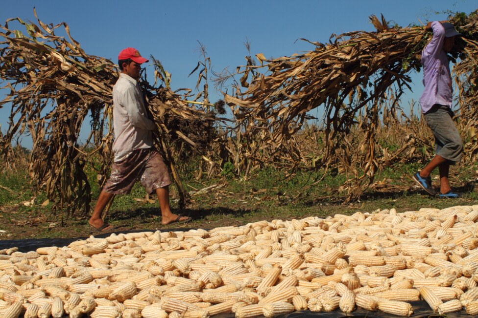 El fenómeno de la migración irregular hacia países como Estados Unidos genera un agudo problema en el sector agropecuario salvadoreño, pues al irse los campesinos del país, el campo se queda sin mano de obra para levantar las cosechas ipsnoticias.net/2024/05/migrac…