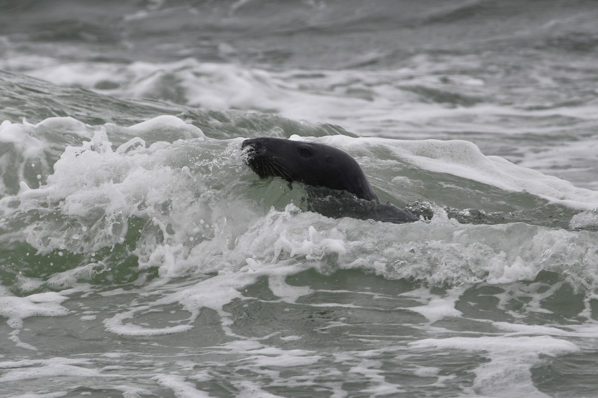 A seal navigating through the surf at Selsey Bill this afternoon.