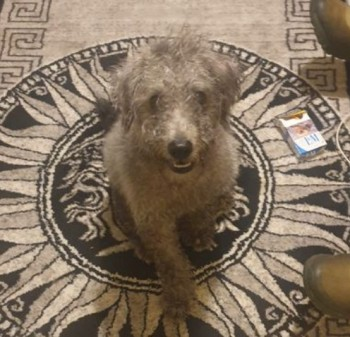 🆘10 MAY 2024 #Lost MIKEY 
YOUNG Grey Poodle: Standard Male
West Bromwich Street #Walsall #WestMidlands
#WS1
doglost.co.uk/dog-blog.php?d…
