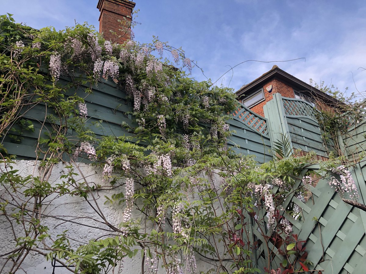 Our #Wisteria…Pretty chuffed as it’s the first time in over 12 years it’s had flowers on it.