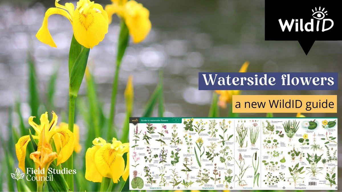 If you like to spend time by the water's edge, this guide may help when puzzling over the plants you have seen! The Waterside flowers guide covers 46 of the flowers you may see by water in Britain and Ireland. Early bird offer £3 if ordered by 31 May. ow.ly/yO7f50REAoT