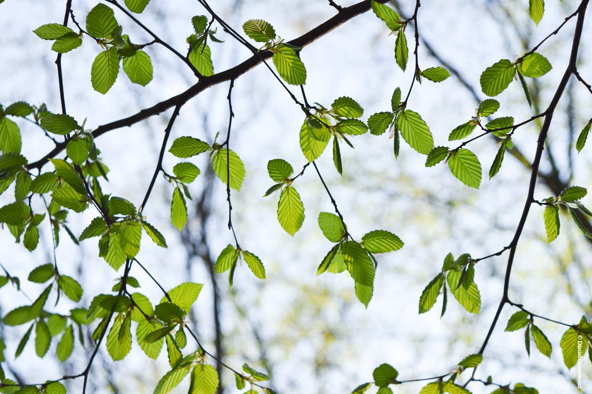 Would you like to improve your knowledge of tree identification? Why not sign up to our free tree ID kit to learn how to identify 9 tree species you might spot in London! Find out more 👇 wildlondon.pro.typeform.com/to/R9PFgXmK #UrbanTreeFestival #Tree #Nature #Wildlife