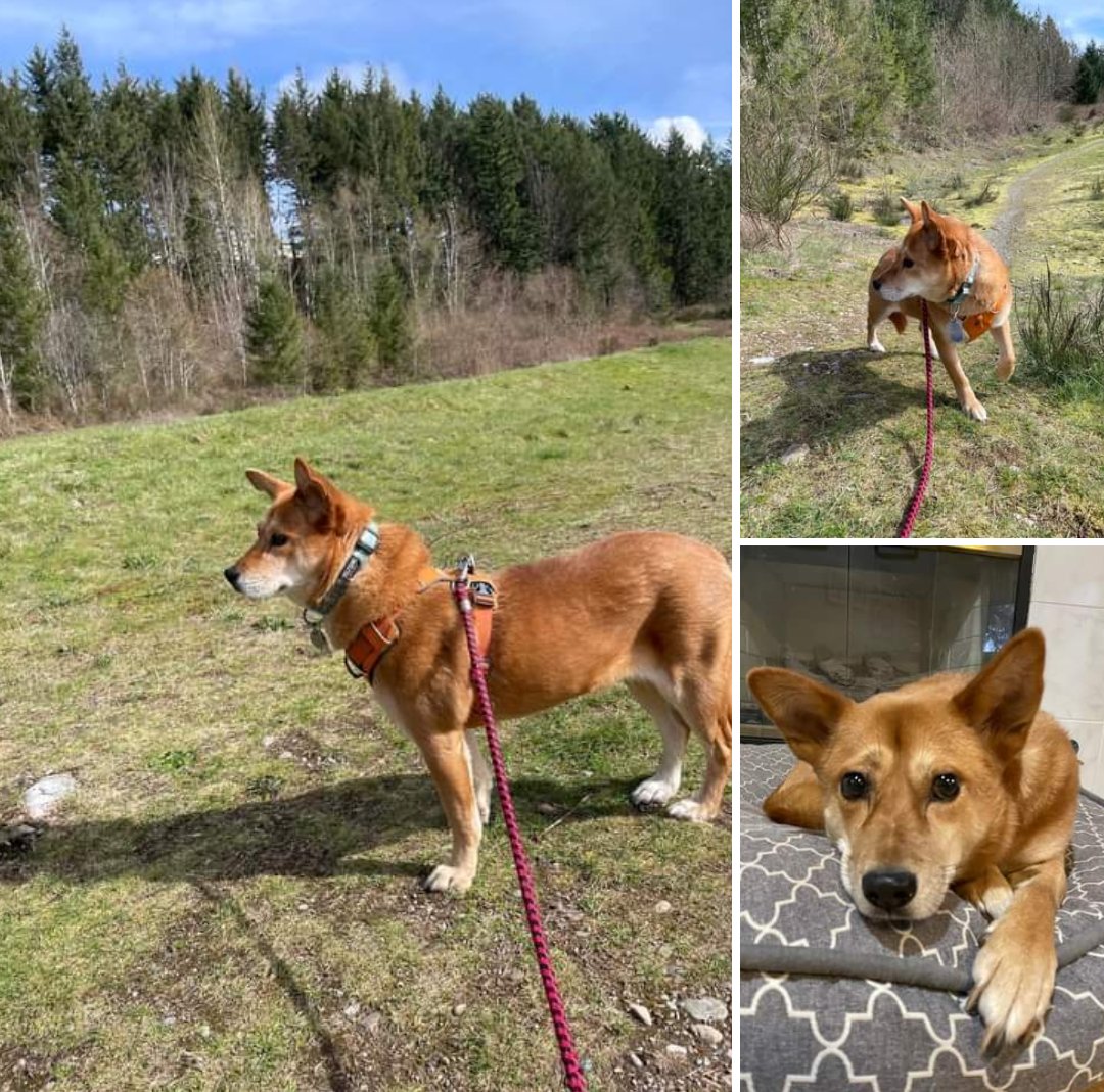 Sharing from Connie Post Biggs

'Happy 2nd gotcha day, dear Misha (Gabby)! You’ve come such a long way. Her daddy has been taking her on long walks regularly now, and she is really loving it...'

Full post ➡️facebook.com/share/p/td2mie…

#SaveKoreanDogs our #SuccessStories