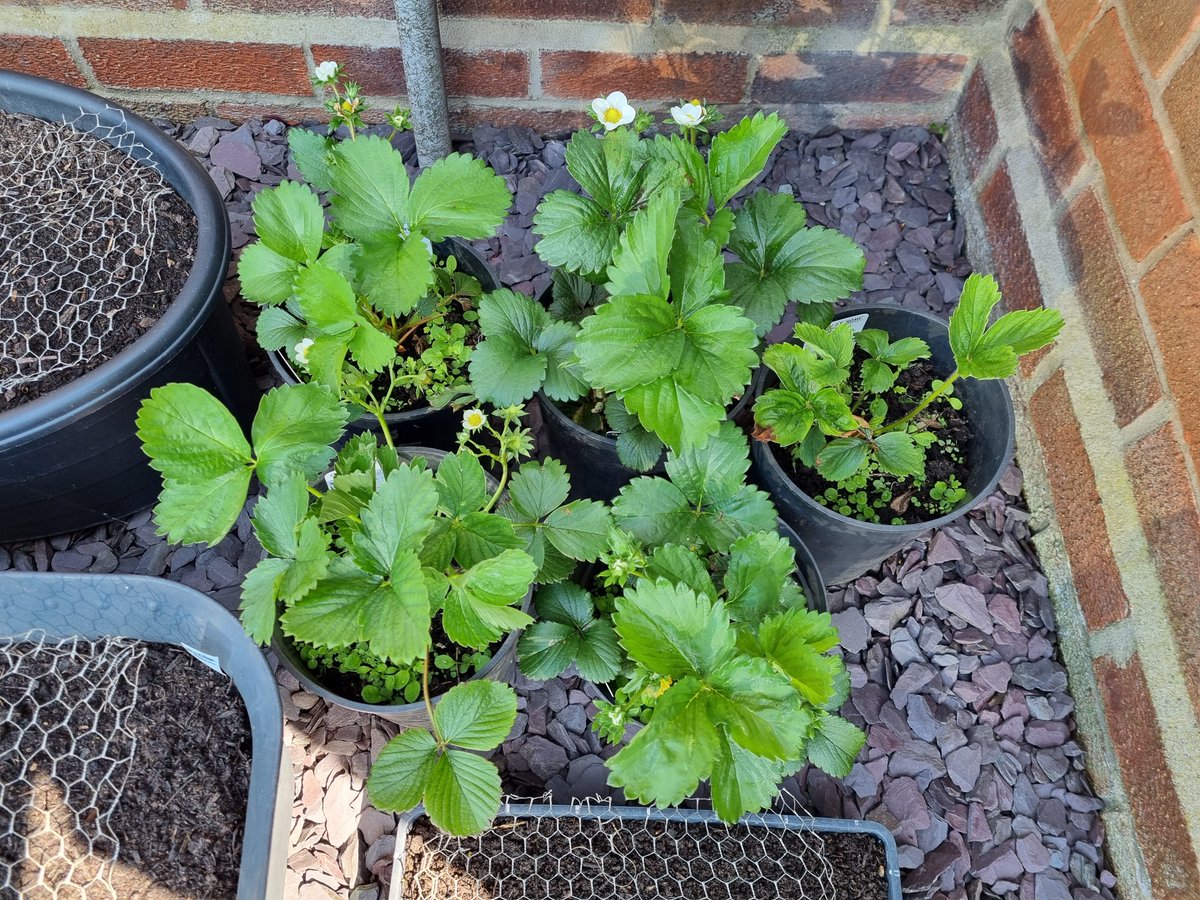 Does anyone have tips for protecting strawberries from the birds when growing in pots? I have a strawberry patch, which I use a giant square of netting on, but this year I've also got 5 pots, so I can tell which variety is which (and decide which is tastiest!) 🍓 #GardensHour