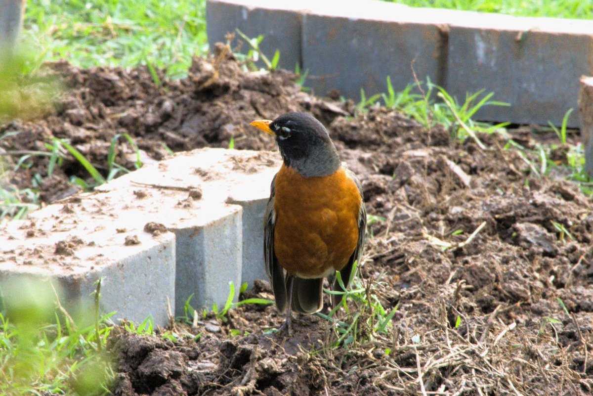 #americanrobin Helping me dig pavers around the Crabapple.
