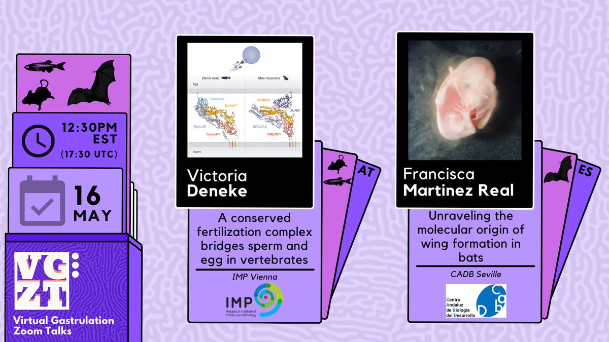 Get ready for the next exciting VGZT episode!!!🎉🌟 This time we will delve into evolution! @deneke_v will talk about the conservation of fertilisation; and @RealFany on bats wing! 🌟😍 Join on this THURSDAY May. 16th 12:30 EDT/ 18:30 CET/ 16:30 UTC!!📅