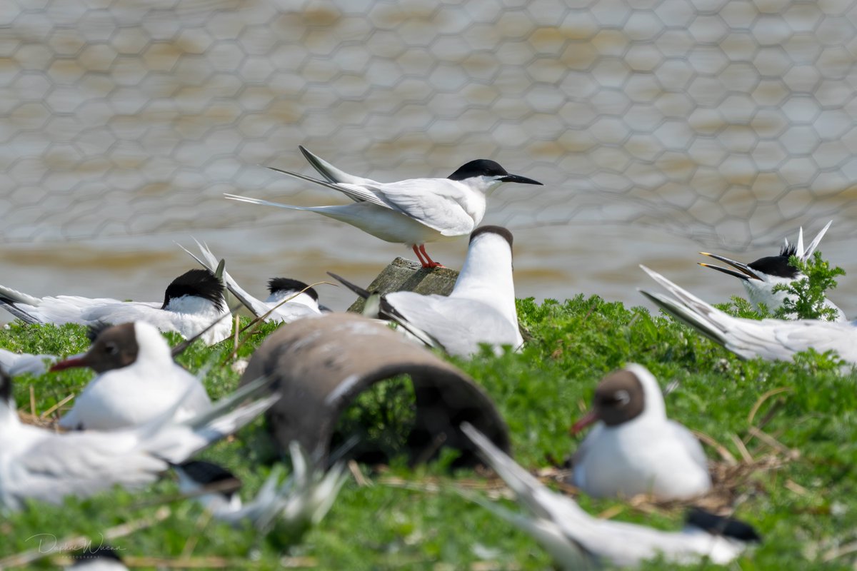 Daphne Wuenn (@daphnewuenn) on Twitter photo Found this photo on my card from my visit to #BrownseaIsland last Sunday - is it a Roseate Tern?
<a href="/DWTBrownsea/">DorsetWildlife Trust</a> <a href="/DorsetBirdClub/">Dorset Bird Club</a> #wildbrownsea <a href="/harbourbirds/">Birds of Poole Harbour</a> <a href="/BrownseaNT/">Brownsea Island</a> <a href="/_BTO/">BTO</a> Found this photo on my card from my visit to #BrownseaIsland last Sunday - is it a Roseate Tern?
<a href="/DWTBrownsea/">DorsetWildlife Trust</a> <a href="/DorsetBirdClub/">Dorset Bird Club</a> #wildbrownsea <a href="/harbourbirds/">Birds of Poole Harbour</a> <a href="/BrownseaNT/">Brownsea Island</a> <a href="/_BTO/">BTO</a>