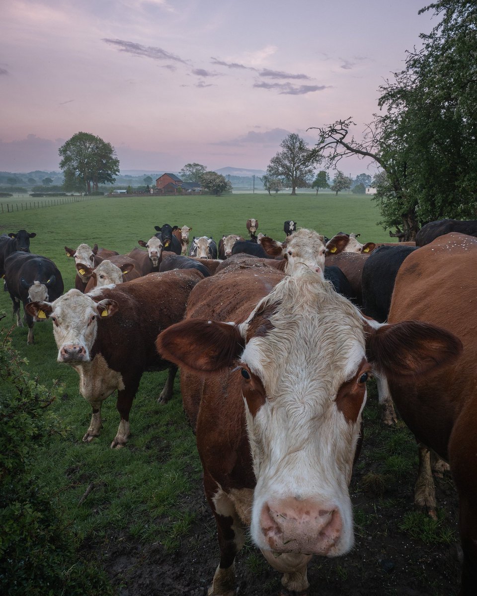 blackkeyphotos's tweet photo. Beautiful evening conditions after the thunderstorm yesterday, it's not that often that I have such a captive audience while taking photos! #Berriew #MidWales #Countryside #Sunset https://t.co/6z4mBeltZf