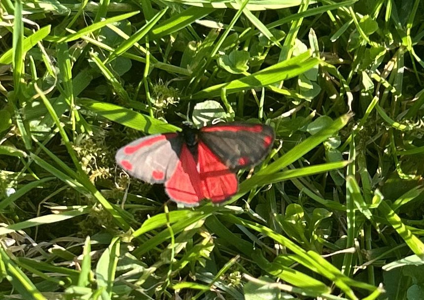 Jakobskrautbär 🦋
#gartenliebe