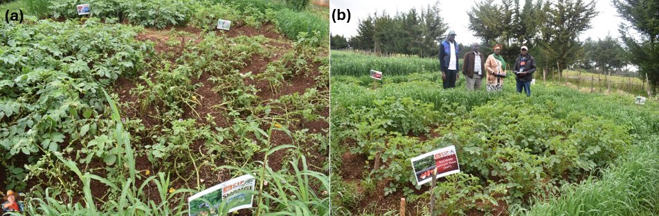 Empowering Potato Farmers: A Sustainable Approach to Fungicide Management How a Decision Support Tool is Transforming Potato Farming in Kenya Potato farmers in Sub-Saharan Africa face a significant challenge in combating late blight, which not only impa... potatoes.news/empowering-pot…