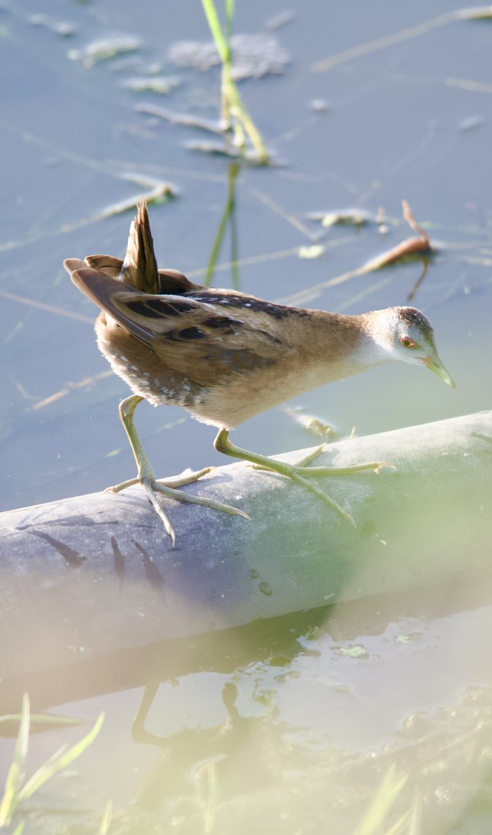 Little crake - Zapornia parva - Bataklık suyelvesi 

#BirdsSeenIn2024 
#birdwatching #birdphotography #BirdsOfX #naturelovers #GardenersWorld
#NaturePhotography #NatureBeautiful #flowerphotography #wildlifephotography #nikonphotography #hangitür