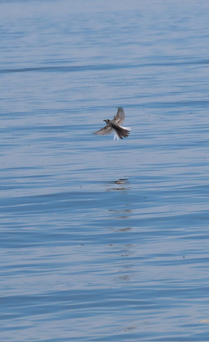 @nickyperry82 Lovely 😍 I had a try yesterday, not very good but I'm already happy compares the ones I threw away normally 😉😂 First one on a river, second on the lake #NeuchâtelLake #JuraMountains #TwitterNatureCommunity