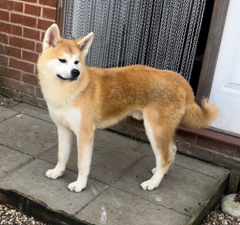 🆘12 MAY 2024 #Lost ZEKE YOUNG Red & White Japenese Akita Unu Male Still has lead and collar attached Nervous dog. Russet Drive #RedLodge #Suffolk #IP28 doglost.co.uk/dog-blog.php?d…