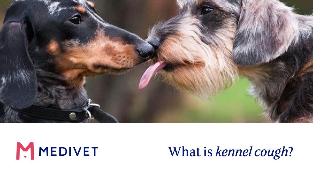 Medivet_UK's tweet photo. Dogs can pick up kennel cough multiple times throughout their lives, but in most cases, they can recover in a few weeks.  

Our article on kennel cough explains more about the infection, what to look out for, and how to treat it. Read more here: https://t.co/kIfsnXhalz https://t.co/EwSE5FPwcN