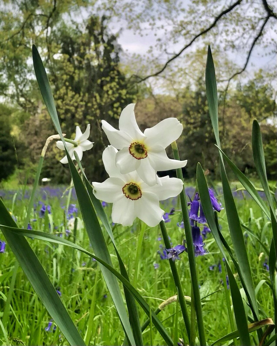 Daffodils were still flowering during the last week of April at Kew Gardens! 

I never got around to posting this pic. 

@kewgardens #kewgardens #daffodils #springflowers #flowermagic #bluebells