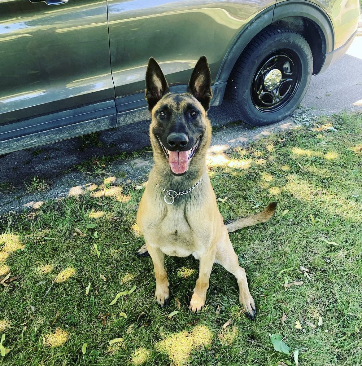 GuelphPolice's tweet photo. Echo celebrated his third birthday 🎂 early this morning by tracking and locating a male wanted for four break and enters, including two into a woman’s apartment while she was sleeping. #PoliceK9 #TheNoseKnows #BelgianMalinois #PoliceWeek2024 #JoinPolicing #WhatAGoodBoy #Guelph https://t.co/bFEA2abop0