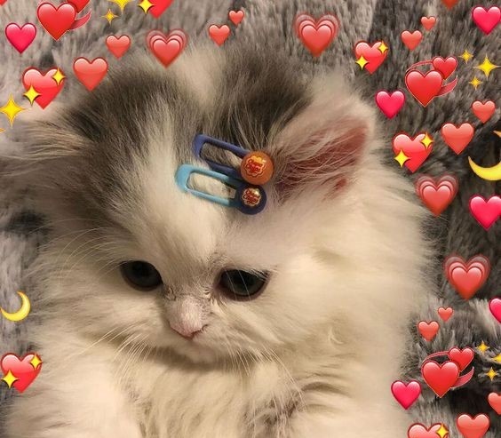 ♡•°•Hatakashа•°•♡ tweet media