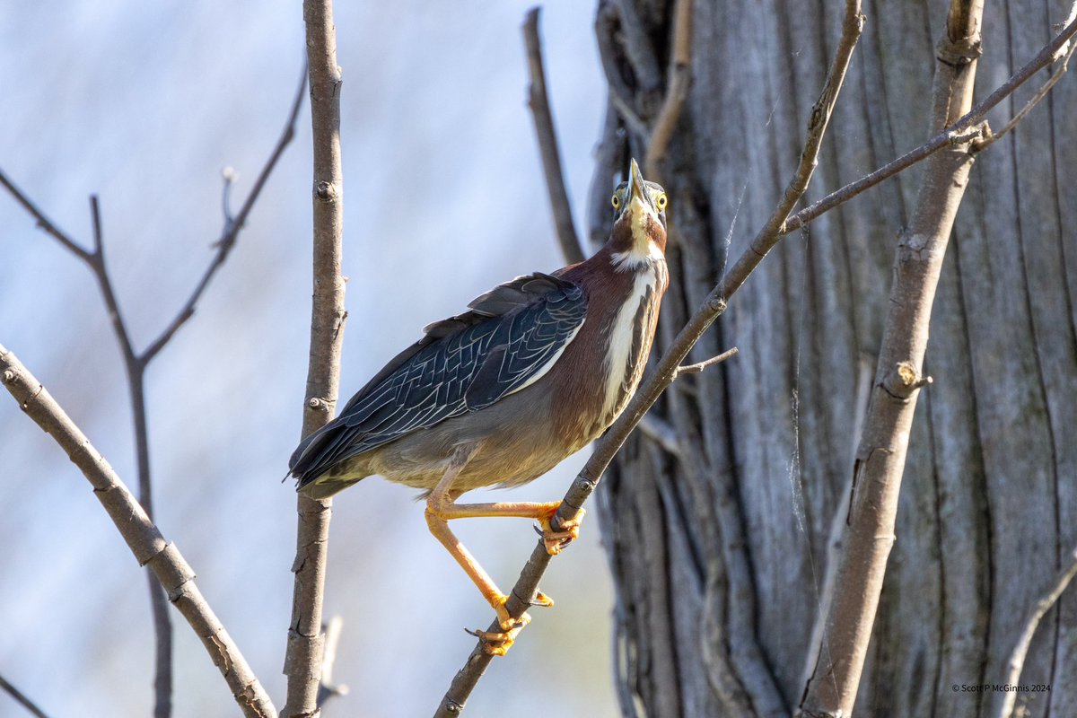 Scott McGinnis tweet media