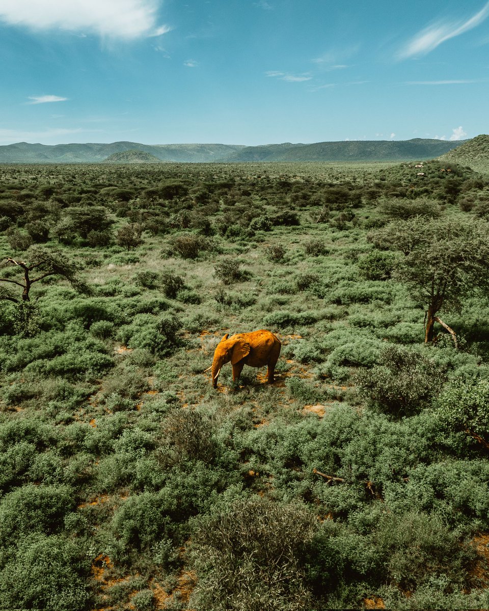 Drone Wildlife photography 📍 Il Ngwesi