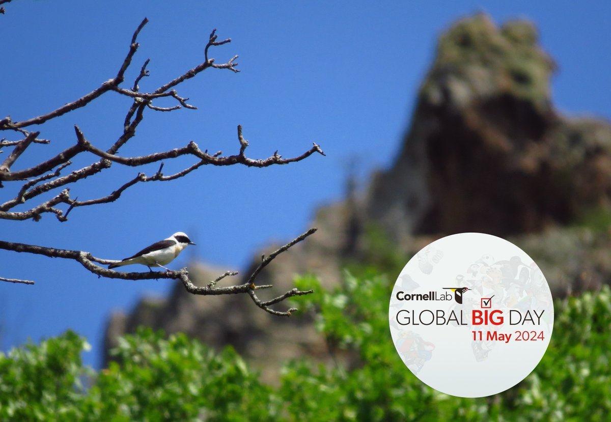 Joko's tweet image. #GlobalBigDay 2024 - a national record for Bulgaria and our highest result ever!

🐦 263 species - 13 more than 2023
🇧🇬 3rd place in Europe - for 4th consecutive year
✅ 375 checklists - 35% more than 2023
👏 151 participants - 35% more than 2023

Details coming soon!