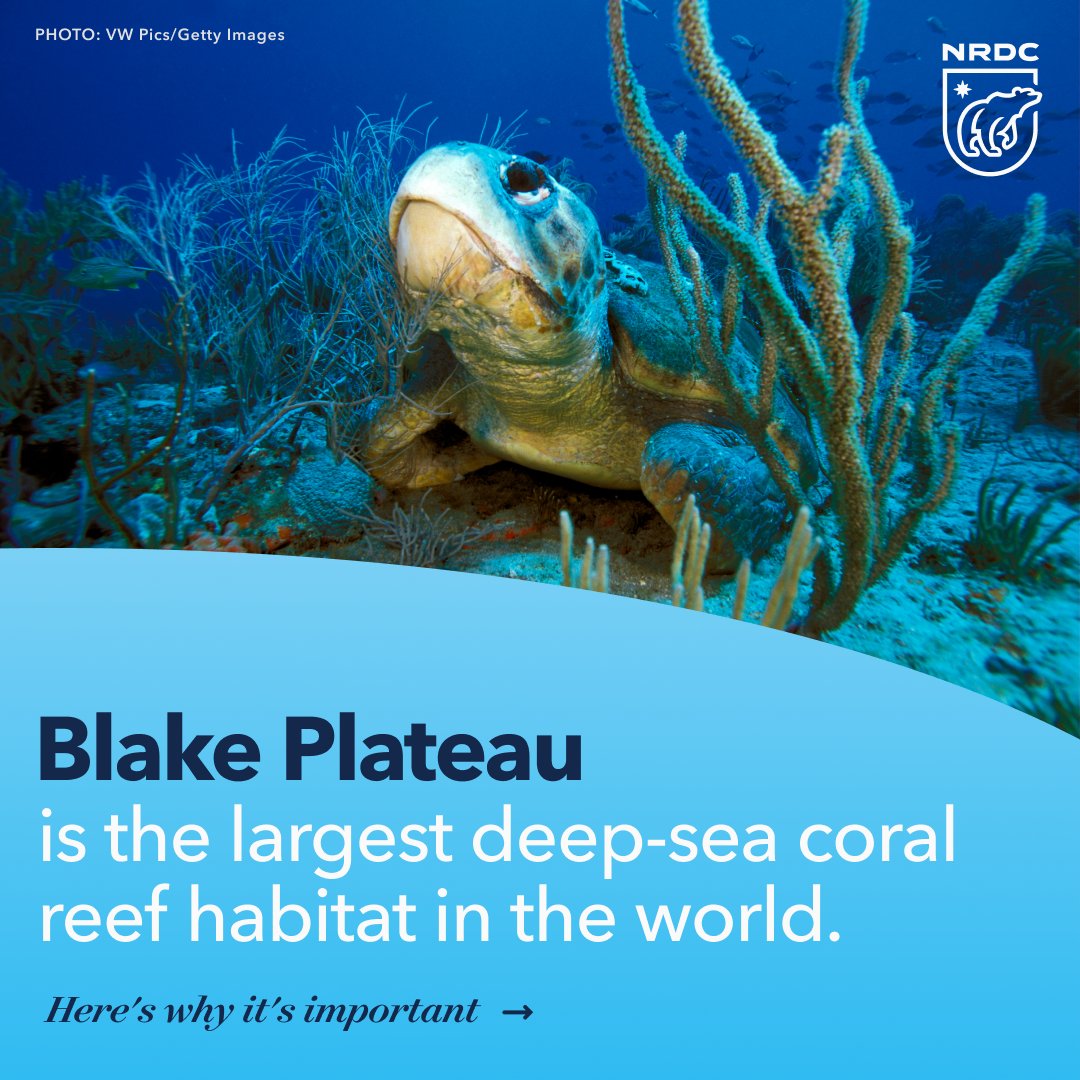 NRDC's tweet photo. As our ocean warms, parts of the Blake Plateau will provide crucial refuge for deep-sea reef-building corals and other marine life. Here’s what’s at stake. 🧵👇 https://t.co/gKv8wzeVZJ