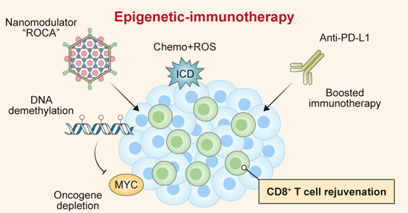 ROCA, a triune nanomodulator, was shown to induce ICD, reprogram the #tumormicroenvironment and enhance the rejuvenation of cytotoxic T lymphocytes to potentiate cancer #epigenetic #immunotherapy. Read the full text here 👉 go.acs.org/9kd