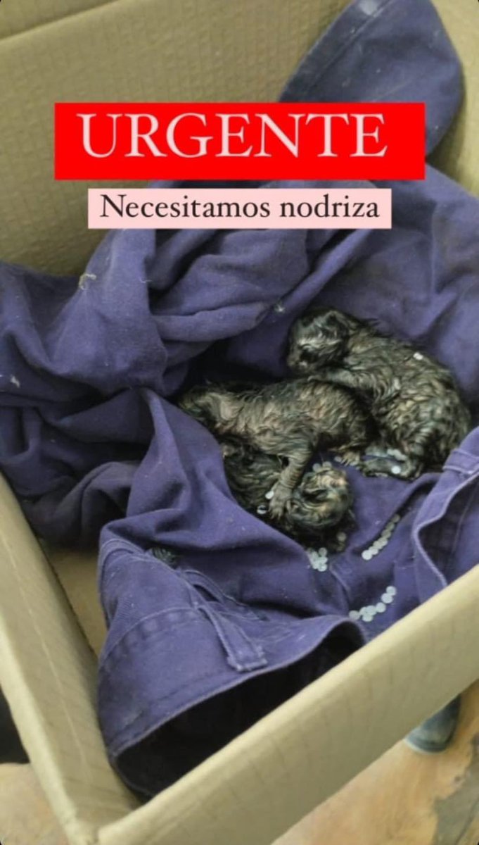 #ENSENADA URGENTE SE BUSCA GATA NODRIZA
Estos bebés fueron abandonados y necesitan de manera urgente alimentarse. POR FAVOR DIFUNDIR, NO HAY PROBLEMA EN TRASLADARLOS. 

CONTACTO 2213526855