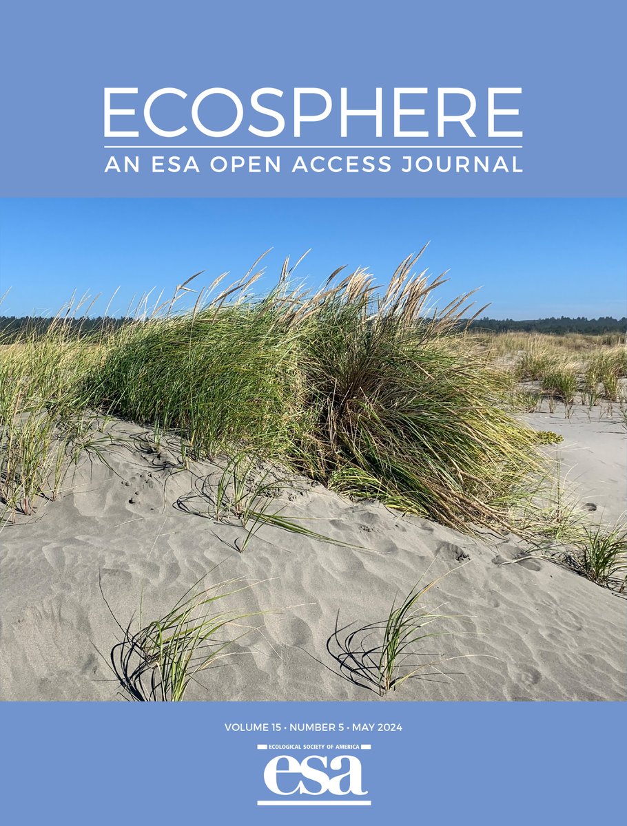 📣Our May issue is out! With a deceptively serene cover shot by @risa_askerooth showing a new hybrid beachgrass (the offspring of 2 nonnative species) of conservation management concern in the Pacific Northwest Find their #OpenAccess study & more here: esajournals.onlinelibrary.wiley.com/toc/21508925/2…