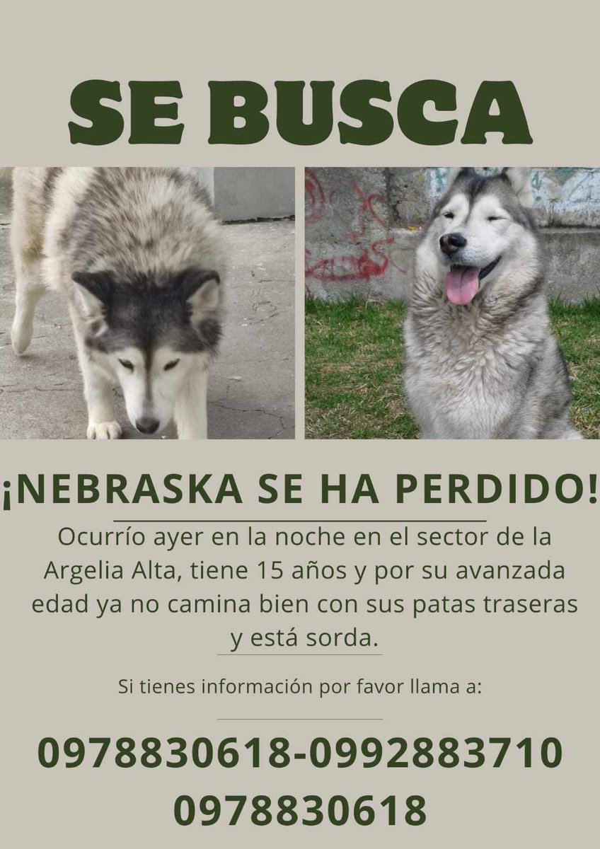 #PERDIDA #QUITO
Nombre: #NEBRASKA
Fecha: 12/05/24
Sector: Sur, Mejía, Argelia Alta 
Sexo: Hembra
Raza: Husky 
Obsv.: Sorda, no camina bien con sus patas traseras, esterilizada
Contacto: 0981027193
¡Ayúdala a volver con su familia!
#AlertaMePerdí