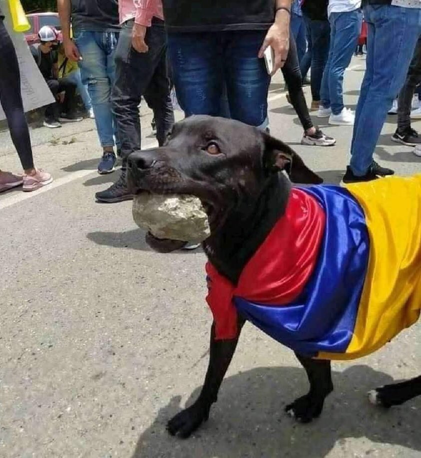 En #Colombia, durante el #estallidosocial 2021, emergió como símbolo de la protesta legítima el “Negro Matatombos”, en referencia al popular nombre de la policía en ese país.
En redes se vitalizó su figura junto a manifestantes, ladrando e intimidando a la policía. #matapacos