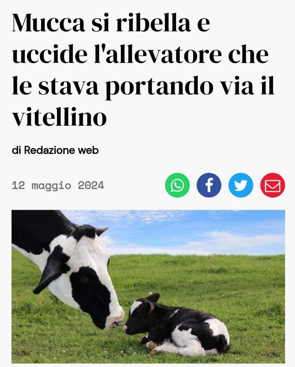 SALVIAMO MAMMA MUCCA E IL SUO VITELLINO! Finiranno al mattatoio! Salviamoli! Diffondiamo ovunque e contattiamo tutti il sindaco di Magnago, chiedendo di intervenire affinché mamma mucca e il suo cucciolo vengano liberati e affidati a un santuario. email: info@comune.magnago.mi.it